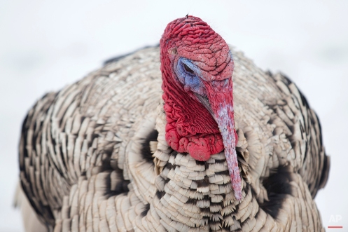In this Monday, Nov. 17, 2014, photo, a domesticated turkey stands in its enclosure at Violet Hill Farm before being harvested for Thanksgiving, in West Winfield, N.Y. (AP Photo/John Minchillo)