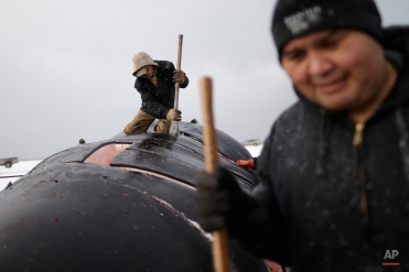 In this Oct. 7, 2014, photo, cutters divide sections of skin and blubber while butchering a bowhead whale in a field near Barrow, Alaska. Young whalers often learn to help in butchering by learning to use the hook to pull off the giant slabs of skin and blubber. Later, they may move to the more skilled task of cutter. (AP Photo/Gregory Bull)