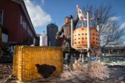 In this Tuesday, Nov. 18, 2014, photo, Paul Dench-Layton, of Violet Hill Farm, pulls a fully defeathered turkey from his homemade mechanical plucker during the farms's Thanksgiving harvest, in West Winfield, N.Y. "In the beginning, the whole reason I wanted to do turkeys for Thanksgiving was as a thank you to the customers that supported the farm for the rest of the year. So it wasn’t really even initially, in its own sense, to make money or for an income," said Dench-Layton. (AP Photo/John Minchillo)