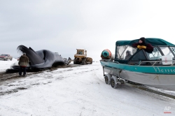 In this Oct. 7, 2014, photo, an Inupiat whaler looks on from a boat on a trailer as a bowhead whale is hauled onto shore after a catch near Barrow, Alaska. During the fall, whaling is done in small boats and few crew members. Once a whale is caught, it is pulled ashore by the tiny boats, in an effort that often takes hours. (AP Photo/Gregory Bull)