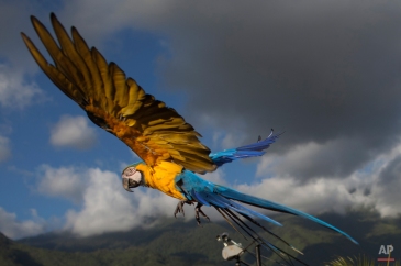 In this Nov.19, 2014 photo, a macaw flies down as it looks to land on a terrace for food, in Caracas, Venezuela. Caracas' signature bird, the blue-and-yellow macaw, is one of four such species that inhabit the valley. Legend has it that it was introduced in the 1970s by Italian immigrant Vittorio Poggi, who says he nurtured a lost macaw and trained it to fly with his motorcycle as he cruised around his neighborhood. (AP Photo/Ariana Cubillos)