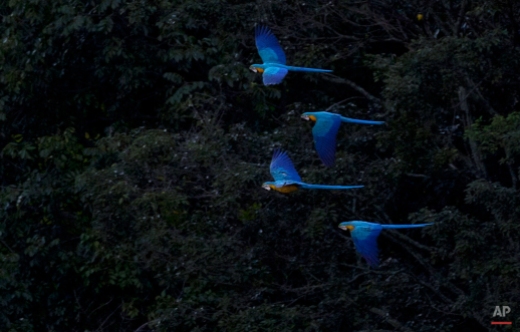 In this Nov. 18, 2014 photo, two pairs of macaws fly in Caracas, Venezuela. In one of the world's most-hostile urban jungles, the spectacle of tropical birds streaking across the late-afternoon sky has become a natural respite from rampant crime and choking pollution. (AP Photo/Ariana Cubillos)