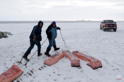In this Oct. 7, 2014, photo, men haul sections of whale skin and blubber, known as muktuk, as a bowhead whale is butchered in a field near Barrow, Alaska. Once divided, muktuk is shared throughout the community. Some sections are even placed into duct-taped coolers and shipped by plane to elders living in warmer climates farther south. (AP Photo/Gregory Bull)