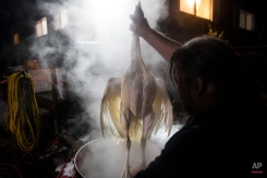 In this Monday, Nov. 17, 2014, photo, Paul Dench-Layton, of Violet Hill Farm, hoists a turkey from scalding water before its feathers are removed prior to butchering as they are harvested for Thanksgiving, in West Winfield, N.Y. The birds are culled before being scalded at a precise ratio of temperature and time. (AP Photo/John Minchillo)