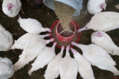 In this Sunday, Nov. 16, 2014, photo, Mary Carpenter, owner of Violet Hill Farm, not pictured, feeds her gang of turkeys in their paddock before they are harvested for Thanksgiving, in West Winfield, N.Y. (AP Photo/John Minchillo)