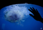 A huge jellyfish (Anomalorhiza shawi) swims in the Manila Ocean Park aquarium, Wednesday, March 18, 2015, a day after it was found floating off Manila Bay near Manila, Philippines. The find, between 2 to 3 feet in length and 18 inches in diameter, is the biggest jellyfish to be displayed at oceanarium. (AP Photo/Bullit Marquez)