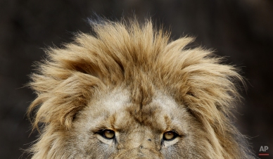An African Lion at the Lincoln Park Zoo looks out over the visitors at the zoo, Thursday, March 19, 2015, in Chicago. (AP Photo/Charles Rex Arbogast)