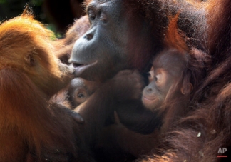 Two under a year old baby Bornean orangutans, second left and right, cling on to their mother while another 3-year-old orangutan kisses her, Oct. 3, 2013, at the Singapore Zoo. (AP Photo/Wong Maye-E)