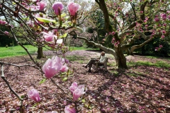 Howard Robinson, 66, of Silver Spring, Md. reads a book under flowering magnolia trees at the U.S. National Arboretum in Washington, Monday, April 20, 2015. "Over the years I've identified this spot," says Robinson, "to be at one with that positive energy that comes from nature. It's like a pilgrimage each spring." (AP Photo/Jacquelyn Martin)