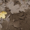 Leaves sit on the ground covered by volcanic ash from Chile's Calbuco volcano in Villa La Angostura, southern Argentina, Thursday, April 23, 2015. The volcano in Southern Chile has erupted after being dormant for about half a century on Wednesday, sending a thick plume of ash and smoke several kilometers into the sky. (AP Photo/Federico Grosso)