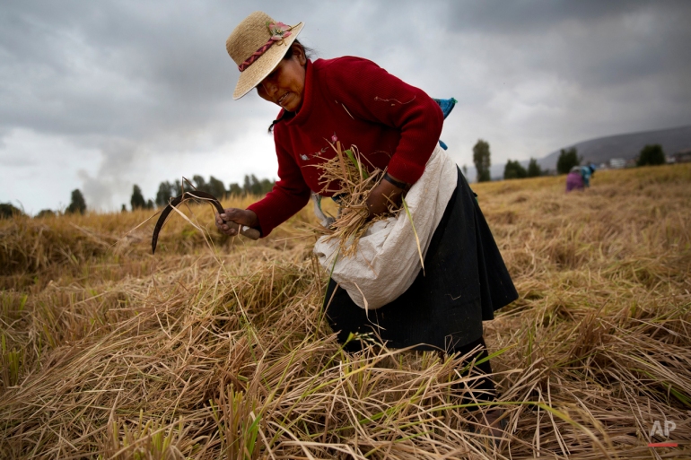 In this May 29, 2015 photo, a woman reaps grain, after a combine harvester has made its pass, a practice that is called "Chichiquiar" among farmers in the Tambo Valley, Arequipa, Peru. Protesting farmers and laborers say they are happy to sacrifice the current crop if it means preventing Mexico's biggest mining company from going ahead with a copper extraction project they fear will contaminate the Tambo Valley.  (AP Photo/Rodrigo Abd)