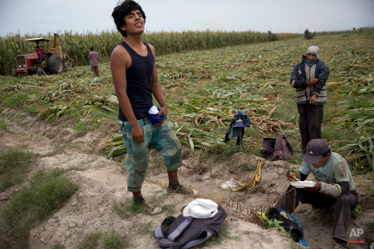 In this May 30, 2015 photo, farmers prepare to collect corn leaves to use as forage for  cattle in Tambo Valley, Arequipa, Peru. Most say they're more than happy to sacrifice the current crop if it means preventing Mexico's biggest mining company from going ahead with a copper extraction project they fear will contaminate the Tambo Valley. (AP Photo/Rodrigo Abd)