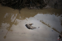 A body of an animal lies in the mud at a flooded zoo area in Tbilisi, Georgia, Monday, June 15, 2015. Rescue workers in the Georgian capital are still searching for at least two dozen people and an undetermined number of potentially dangerous animals missing after severe flooding ravaged the city's zoo. (AP Photo/Pavel Golovkin)