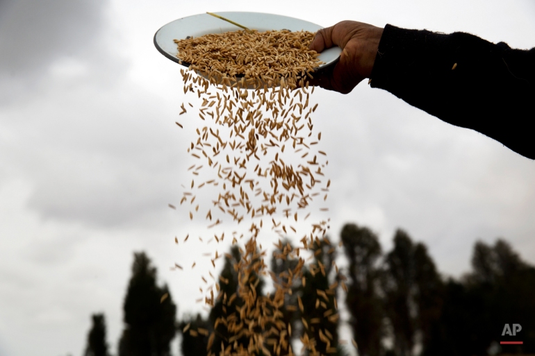 In this May 29, 2015 photo, Julia threshes rice, missed by the combine harvester, in Tambo Valley, Arequipa, Peru. Farmers allow residents to thresh the grains missed by the combine, a practice that is known locally as  "Chichiquiar", and keep the grains for themselves. (AP Photo/Rodrigo Abd)