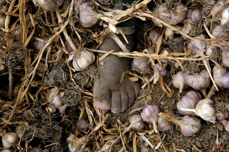 In this May 30, 2015 photo, the foot of a day laborer is surrounded by garlic bulbs as she works in a field in the Tambo Valley, Arequipa, Peru. The woman earns 20 US dollars for a 9 hour workday, that includes a 30 minute break to eat. (AP Photo/Rodrigo Abd)