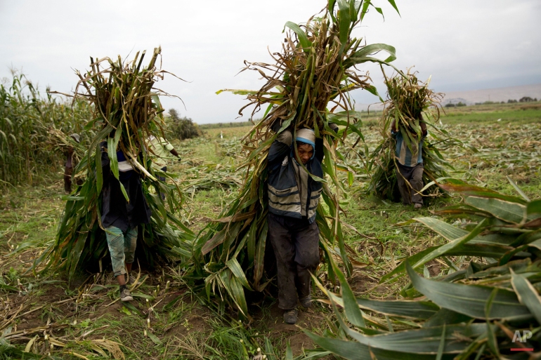 In this May 30, 2015 photo, farmers haul corn stalks used to feed cattle in Tambo Valley, Arequipa, Peru. A respite imposed by martial law after nearly two months of violent anti-mining protests has allowed farmers in a fertile coastal valley of southern Peru to get back to the crops they were neglecting. (AP Photo/Rodrigo Abd)