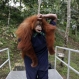 A worker of Sumatran Orangutan Conservation Programme carries a tranquilized Sumatran orangutan as it's being prepared to be released into the wild at a rehabilitation center in Kuta Mbelin, North Sumatra, Indonesia, Friday, July 10, 2015. Orangutan populations in Indonesia's Borneo and Sumatra island are facing severe threats from habitat loss, illegal logging, fires and poaching. Conservationists predicted that without immediate action, orangutans are likely to be the first great ape to become extinct in the wild. (AP Photo/Binsar Bakkara)