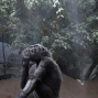 22-year-old gorilla Kijivu cools off under a refreshing mist shower as the temperature climbs to forecasted record highs at the zoo in Prague, Czech Republic, Friday, Aug. 7, 2015. (AP Photo/Petr David Josek)