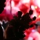 In this Feb. 14, 2016 photo, a Filipino vendor arranges roses at a flower market in Manila, Philippines on Valentine's Day. (AP Photo/Aaron Favila, File)