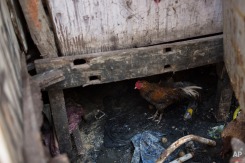 In this Feb. 1, 2016 photo, a cock walks among sewage and trash below a home on stilts in a slum in Recife, Pernambuco state, Brazil. The Zika virus is spread by the Aedes aegypti mosquito, which is well-adapted to humans, thrives in people's homes and can breed in even a bottle cap's-worth of stagnant water. While anyone can be bitten by Aedes, public health experts agree that the poor are more vulnerable because they often lack amenities that help diminish the risk, such as air conditioning and window screens. (AP Photo/Felipe Dana)