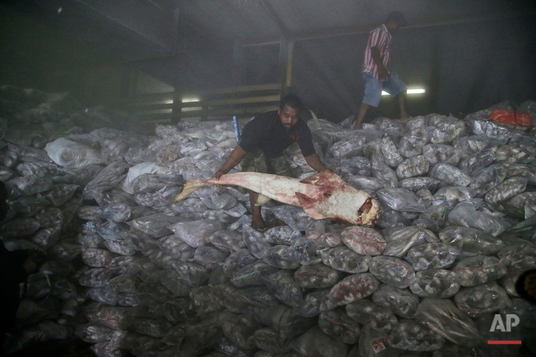 A worker shows a shark during an inspection by Indonesian fisheries officials inside the cold storage room of Pusaka Benjina Resources fishing company in Benjina, Aru Islands, Indonesia, Thursday, April 2, 2015. Officials from three countries are traveling to a remote island of Indonesia to investigate how thousands of foreign fishermen wound up there as slaves and were forced to catch seafood that could eventually end up being exported to the United States and elsewhere. (AP Photo/Dita Alangkara)