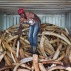 A worker stands on a pile of elephant tusks in a shipping container, where they will be stored after being removed from a strongroom, at the headquarters of the Kenya Wildlife Service (KWS) in Nairobi, Kenya, Monday, April 4, 2016. Around 105 tonnes of ivory are due to be burned later this month, the largest single destruction of ivory in history according to the KWS, to coincide with the Giants Club summit for the protection of elephants which will be held in Kenya April 28-30. (AP Photo/Ben Curtis)