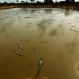 In this June 25, 2016 photo, yacare caimans swim in an artificial reservoir in the San Jorge cattle ranch near the dried up Pilcomayo river, close the town of Fortin General Diaz, Paraguay. Apart from the lagoon, 18 wells have been dug to secure water sources for the reptiles. (AP Photo/Jorge Saenz)