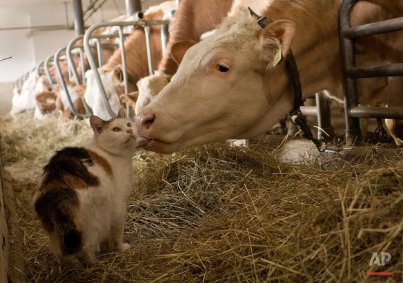 Missy, the stable cat, is licked by a diary cow during feeding time at Madersbacherhof Farm in Brixlegg, in the Austrian Alps, Wednesday, March 18, 2015. The cat lives in the stable with the diary cows who are kept inside for the duration of winter. (AP Photo/Rob Taggart)