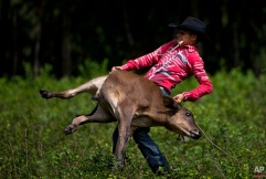 In this July 29, 2016 photo, a cowboy throws a calf to the ground to wrap its legs, during an improvised rodeo game at a farm in Sancti Spiritus, central Cuba. In the Cuban countryside, many children learn to ride a horse before they learn to ride a bicycle as well as skills like roping and riding along with more practical education. Those who grow up to be the best start farm- and ranch-related studies at local universities without passing the difficult national entrance exam. (AP Photo/Ramon Espinosa)